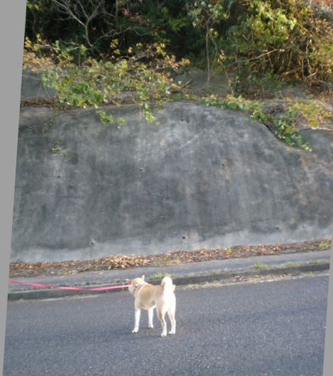 2008年11月21日(金)あっ、また心ちゃんが・・・!_f0060461_15243316.jpg