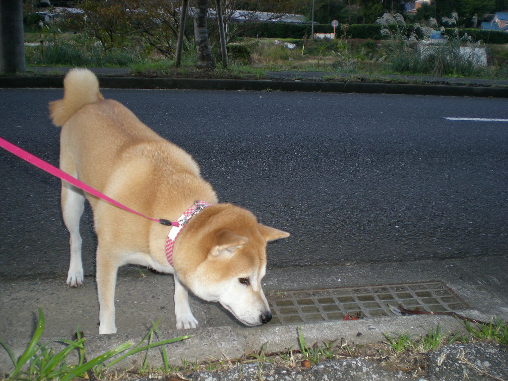 2008年11月21日(金)あっ、また心ちゃんが・・・!_f0060461_1565599.jpg