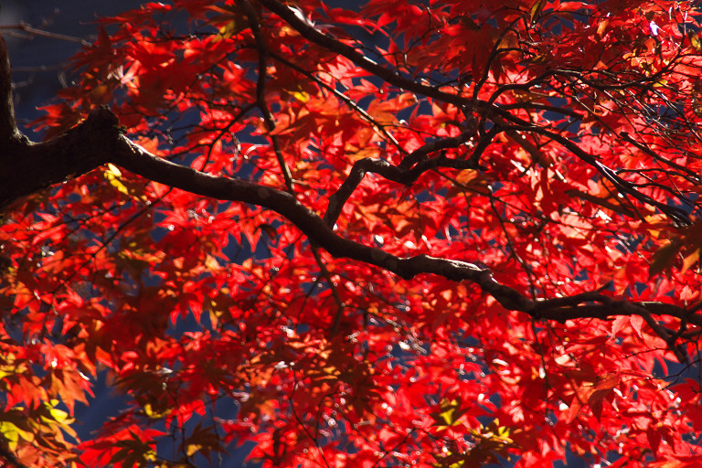 最乗寺（１１月２０日）_c0057265_1455358.jpg