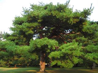 c0083179_045641.jpg