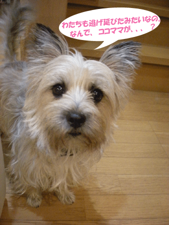 e0066883_2214255.gif
