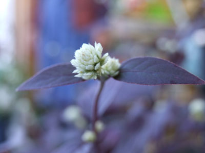 季節の花_e0028387_093863.jpg