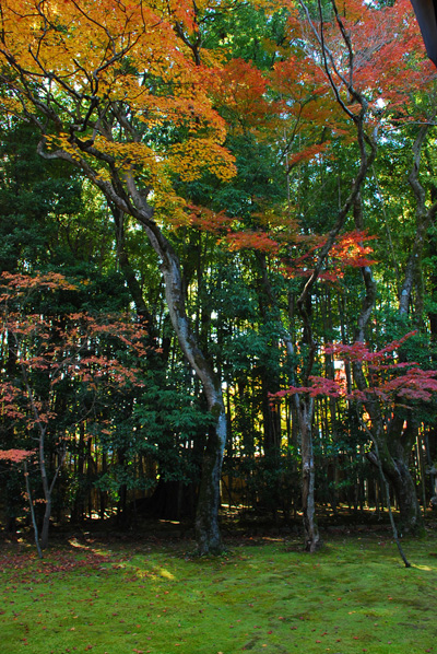 秋-京都　08’　-　高桐院（大徳寺塔頭）　3_c0066392_205413.jpg