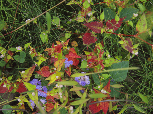 f0024992_1046414.jpg