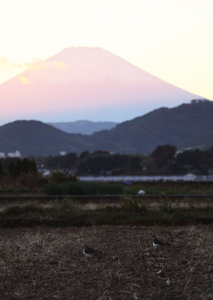 タゲリと富士山_b0024798_4402770.jpg