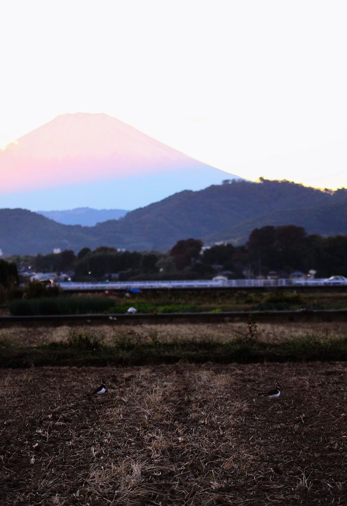 タゲリと富士山_b0024798_4403943.jpg