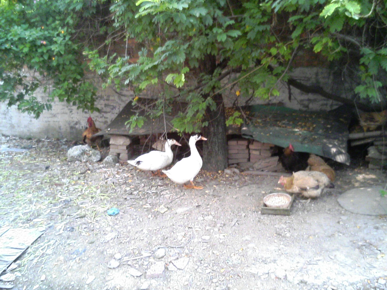 Hen and Duck_e0012800_1522838.jpg