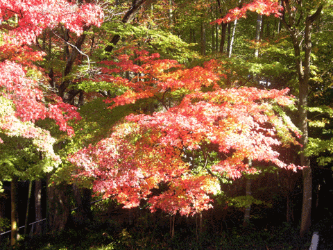 桜と紅葉と自然薯_b0000209_2049381.gif