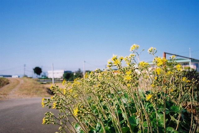 d0059213_16385655.jpg