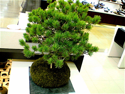 vol.492. 11月22日土曜日、〈へうげもの展〉十一日めです_b0081338_543437.jpg