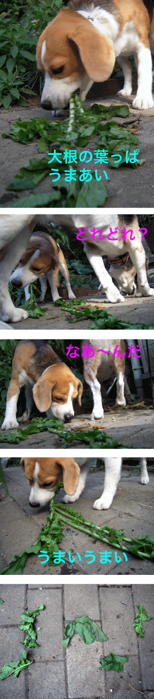 b0005652_1141489.gif