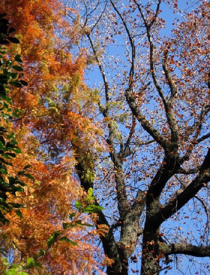 小石川植物園～RSSC_e0099756_2257599.jpg