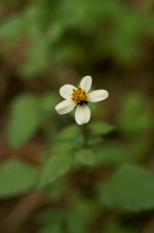 白花栴檀草 シロバナセンダングサ ハンマー音頭の写真日記
