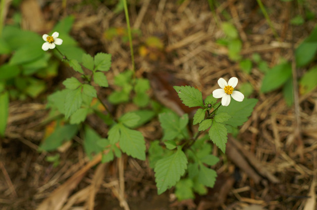白花栴檀草 シロバナセンダングサ ハンマー音頭の写真日記