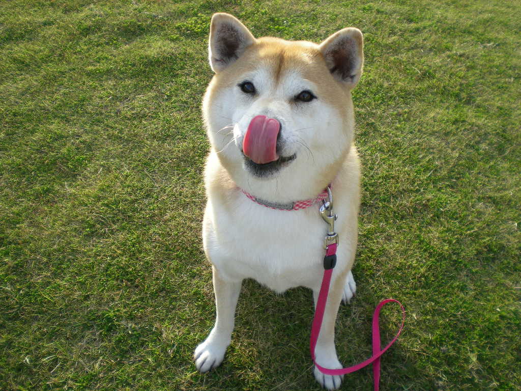 2008年11月22日(土)いい夫婦の日だって?_f0060461_1837951.jpg
