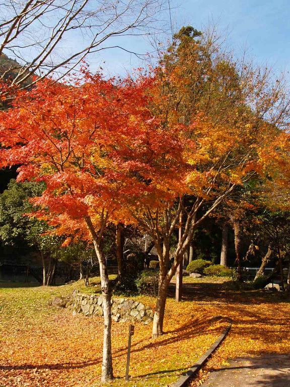 日田市 ことといの里 の紅葉 そうだ 山に登ろう