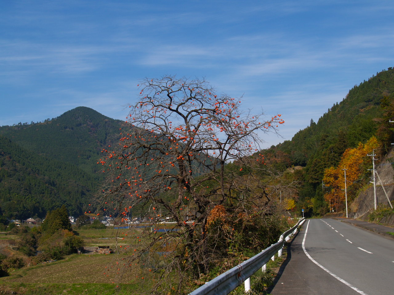 日田市 ことといの里 の紅葉 そうだ 山に登ろう