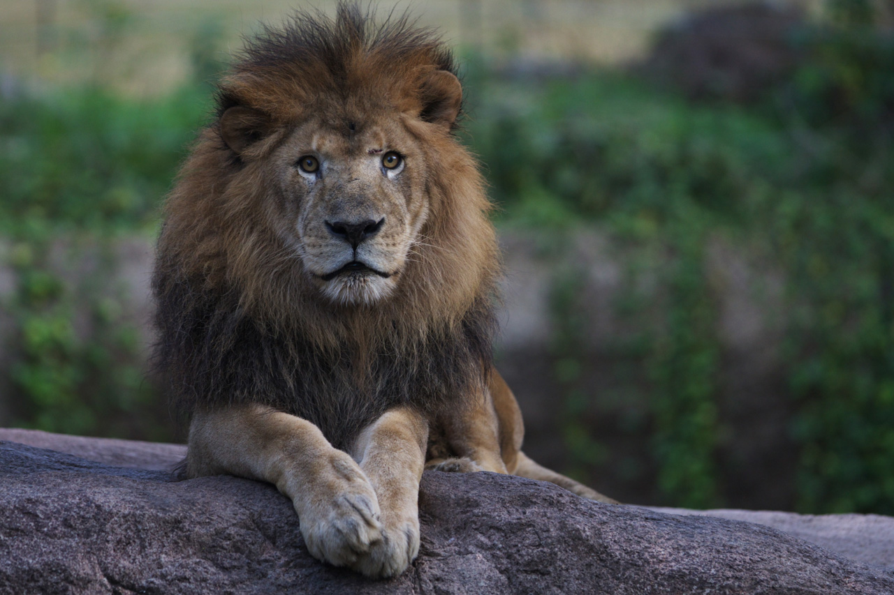 天王寺動物園611_e0060169_7511776.jpg