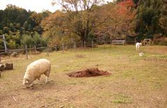 ラッキーガーデンのランチ_e0100469_184918100.jpg