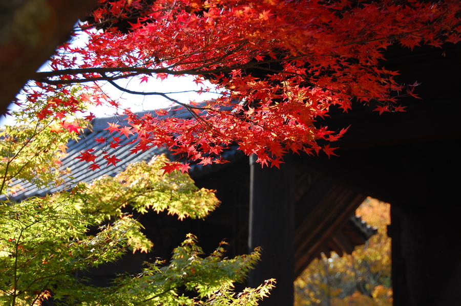 紅葉・南禅寺_f0175475_2054549.jpg