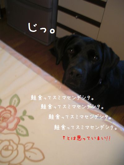b0000885_16522036.jpg