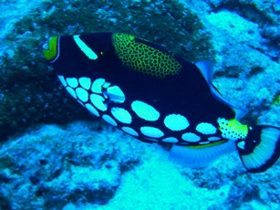 シミラン諸島☆ステキングぅ~☆_f0144385_91312.jpg