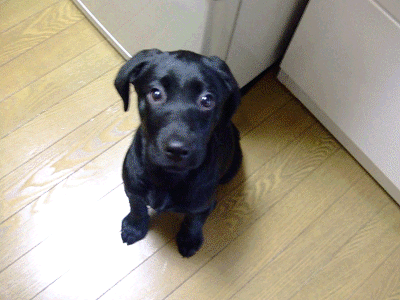 e0160787_21593278.gif