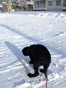 e0160787_2262452.gif