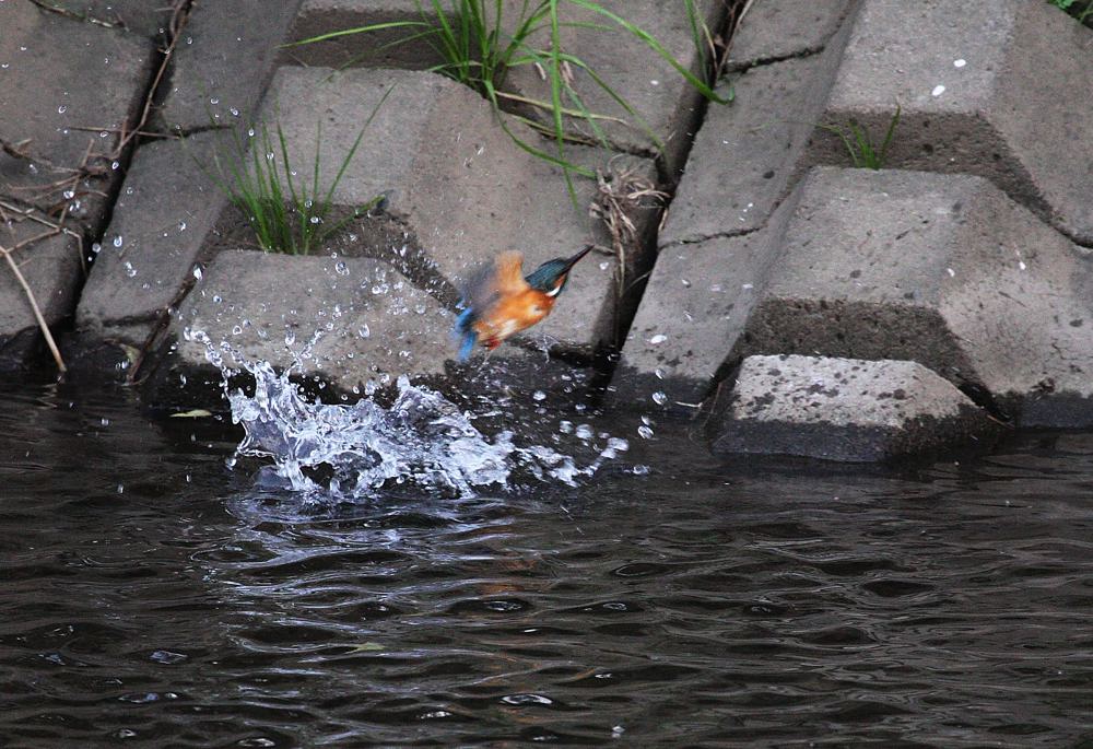 ISO2000でカワセミを・・・・_b0024798_54946100.jpg