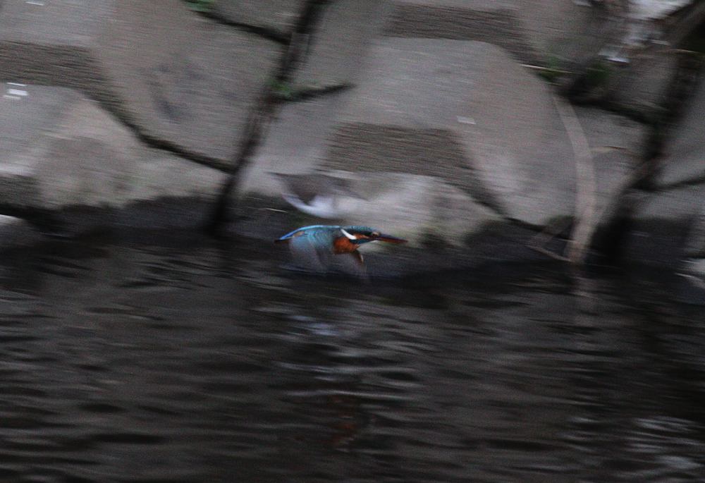 ISO2000でカワセミを・・・・_b0024798_5501679.jpg