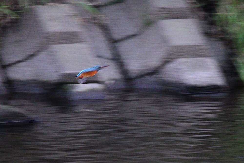 ISO2000でカワセミを・・・・_b0024798_5502779.jpg