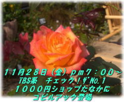 a0075802_22351735.jpg