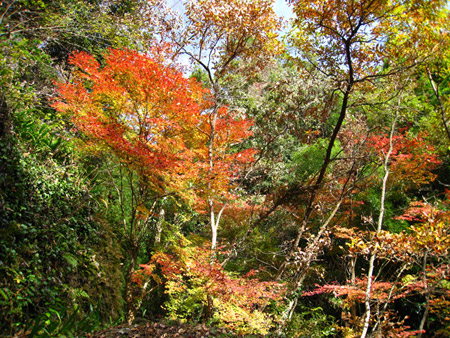 紅葉ドライブ-黒木町-霊巌寺の奇岩とお茶の里公園_a0097006_18182449.jpg