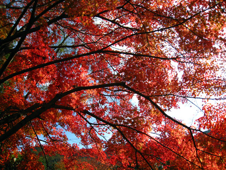 紅葉ドライブ-黒木町-霊巌寺の奇岩とお茶の里公園_a0097006_18183888.jpg