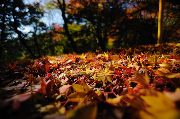 2008・京都の紅葉　金蔵寺編其の一_f0032011_18282160.jpg