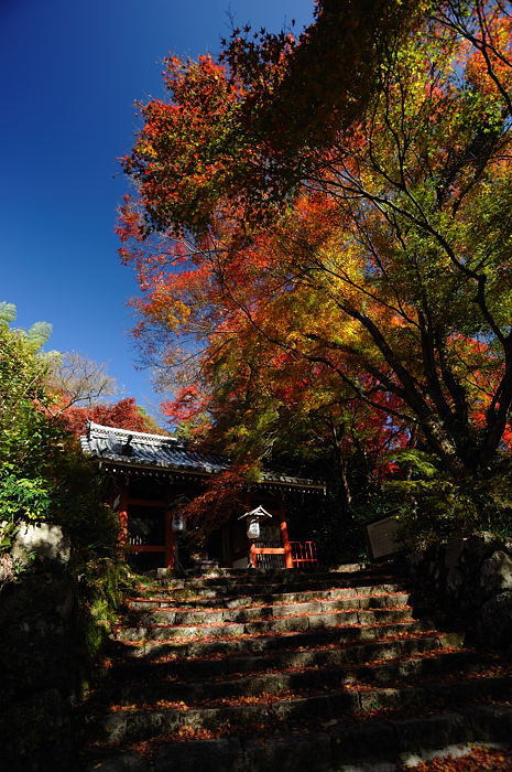 2008・京都の紅葉　金蔵寺編其の一_f0032011_1828981.jpg