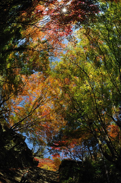 2008・京都の紅葉　金蔵寺編其の一_f0032011_18291834.jpg