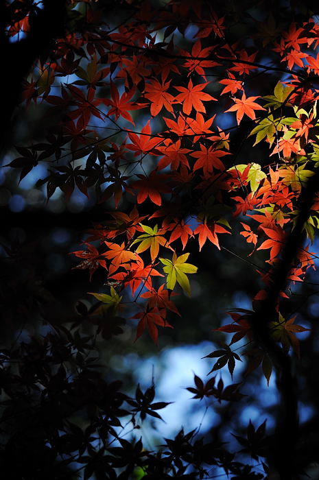 2008・京都の紅葉　金蔵寺編其の一_f0032011_1829419.jpg