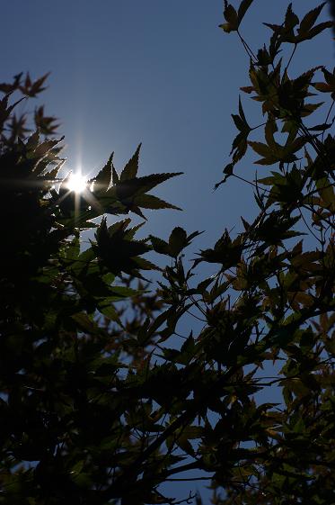 高尾山 14_d0113340_13272757.jpg