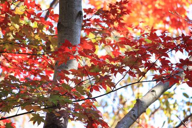 2008/11/23 嵐山渓谷＆吹上　荒川パノラマ公園_d0146443_23103890.jpg