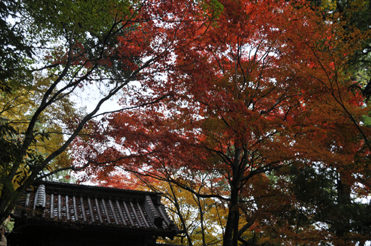 c0093046_17332489.gif