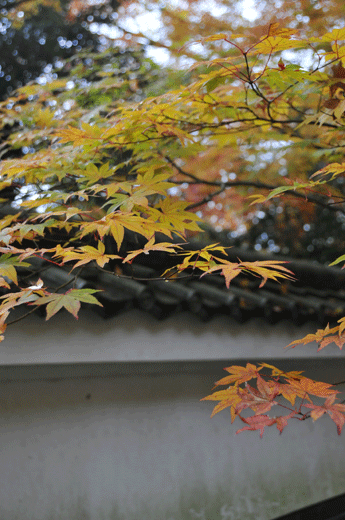 c0093046_1734855.gif