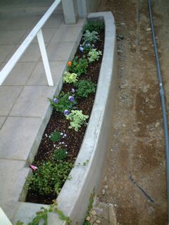 自作の花壇に花を植えました ちょっとおしゃれな押し花タイム