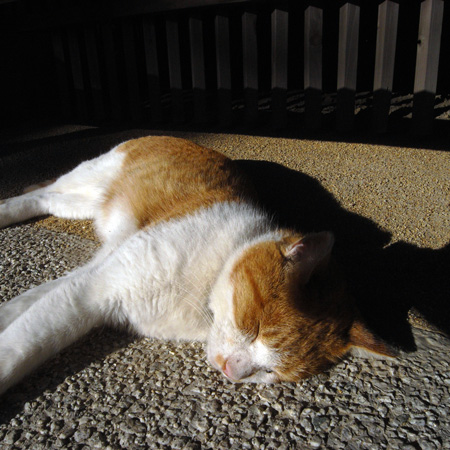 浄妙寺の猫 鎌倉_f0117059_19224957.jpg