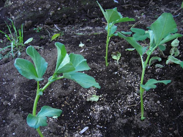 芽キャベツの芽 市民農園奮闘記