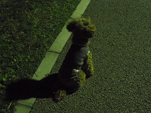 c0135363_112134.jpg