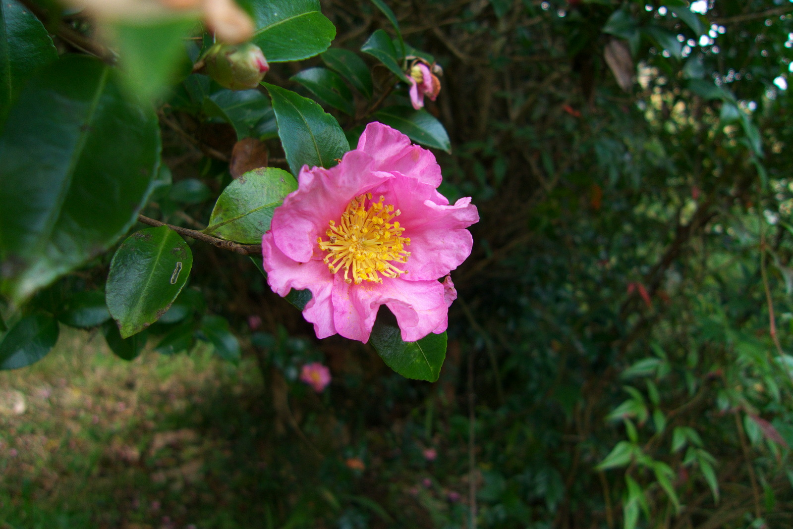 八幡宮で新嘗祭_e0015567_1717375.jpg