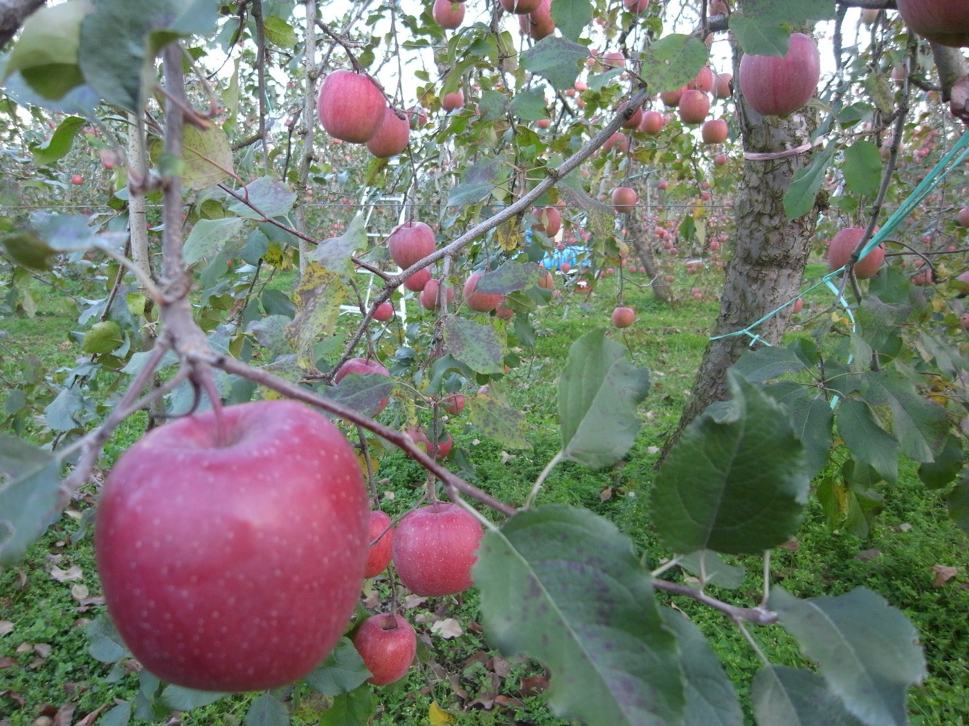 長野 ナカムラフルーツ農園へ Le Tempo De L Eco