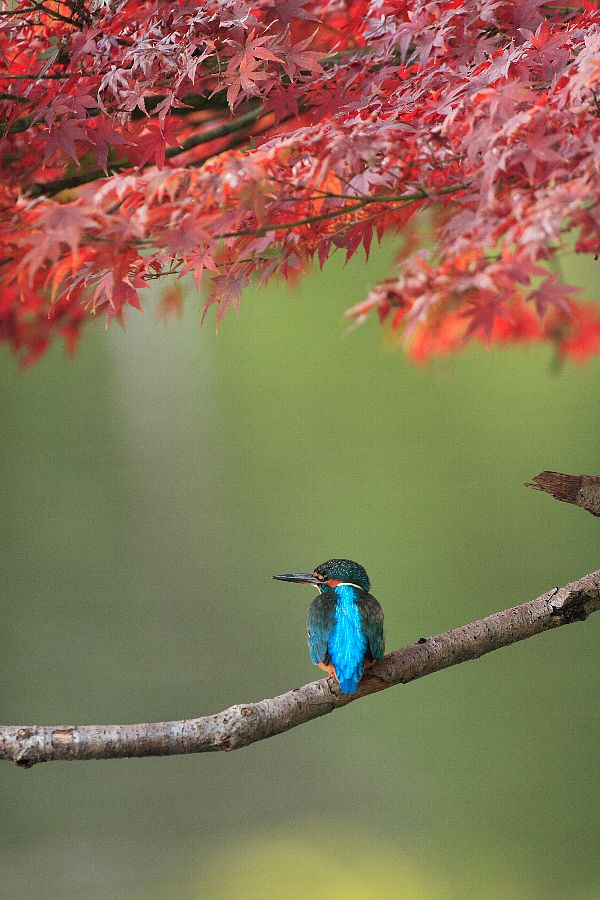 紅葉とカワセミ 秋の季節感いっぱいの美しい野鳥の壁紙 Life With Birds 3