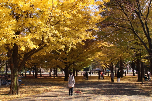 小金井公園の秋を満喫　　　　_f0090176_15182027.jpg